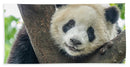 Panda in Tree - Beach Towel AND/OR Beach Sheet