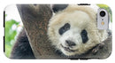 Panda in Tree - iPhone AND/OR Galaxy Phone Case