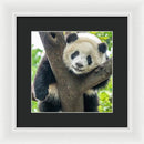 Panda in Tree - Framed Print