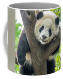Panda in Tree - 11oz White Mug and 15oz White Mug