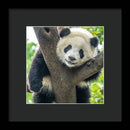 Panda in Tree - Framed Print