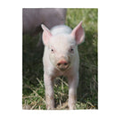 Baby Pig Velveteen Plush Blanket, Free Shipping, Two Sizes, Throw Blanket, Extra Soft, Custom Photo, Throws