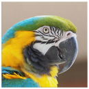 Birds Eye View Square Canvas in Four Sizes