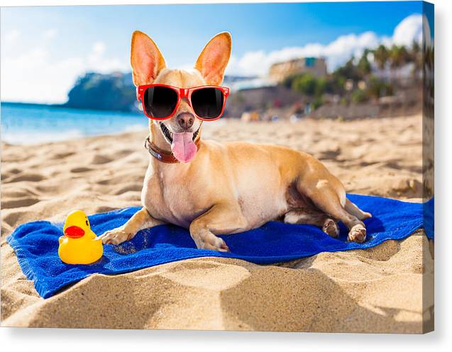 Dog On Beach Blanket - Canvas Print