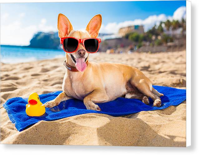 Dog On Beach Blanket - Canvas Print