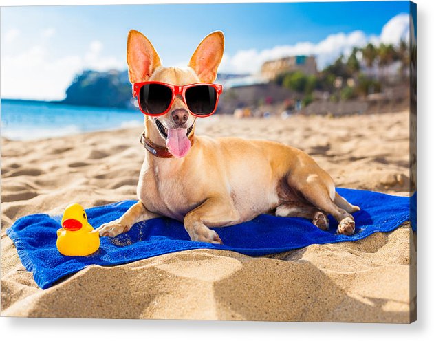 Dog On Beach Blanket - Acrylic Print