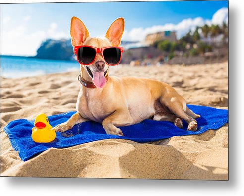 Dog On Beach Blanket - Metal Print