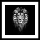 Lion On Black - Framed Print