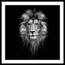 Lion On Black - Framed Print