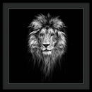 Lion On Black - Framed Print