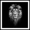 Lion On Black - Framed Print