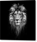 Lion On Black - Acrylic Print