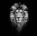 Lion On Black - Art Print