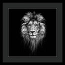 Lion On Black - Framed Print