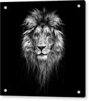 Lion On Black - Acrylic Print