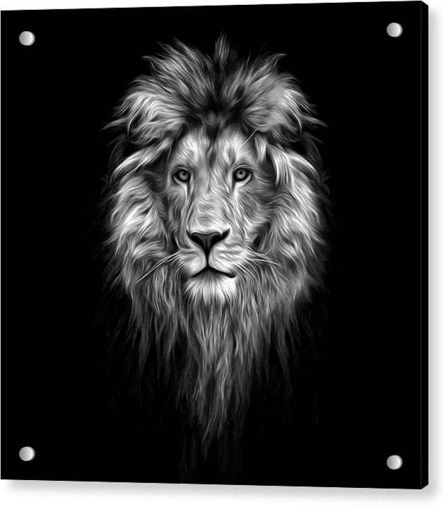 Lion On Black - Acrylic Print
